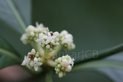 Psychotria flavida
